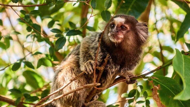 Marmoset Monkey sitting in a tree