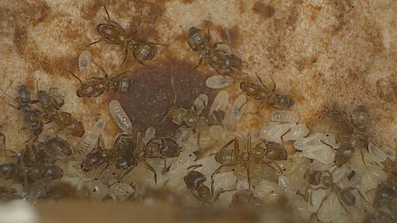 Foto von mehreren Azteca-Ameisen