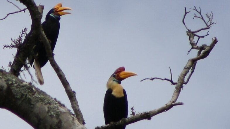 Zwei Vögel der Art Rythiceros cassidix auf einem Baum sitzend