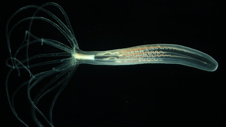 Abbild eines Polyps der Seeanemone Nematostella