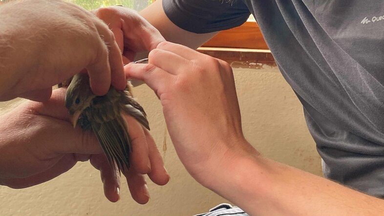 Placing a tag on the back of a Darwin’s finch