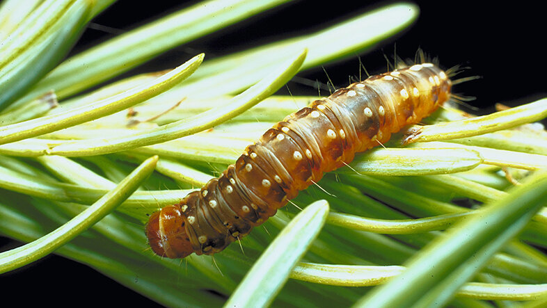 A brownish caterpillar is crawling on a coniferous tree's twig.