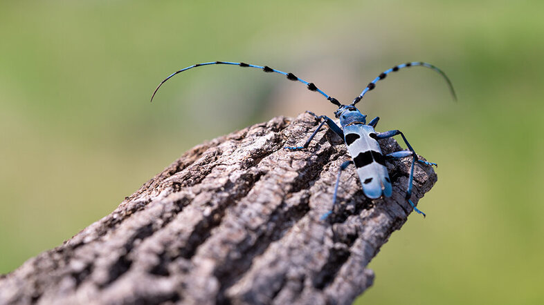 Blue insect standing on brown bark