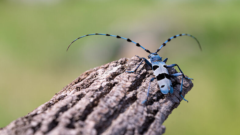 Blaues Insekt mit langer Antenne, das auf Holz sitzt