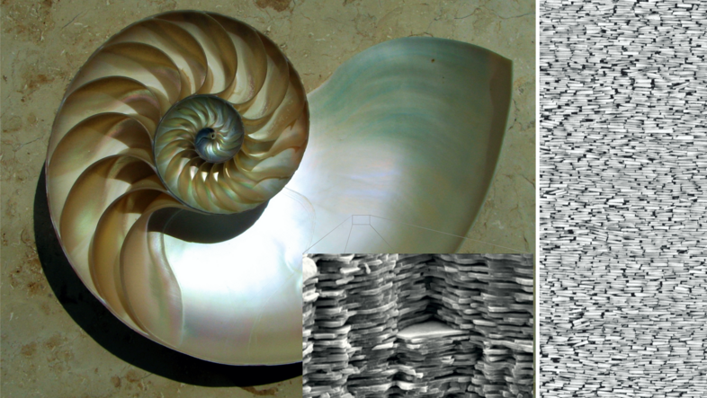 Bild der Muschelschale einer Nautilus mit inneren Spiralen