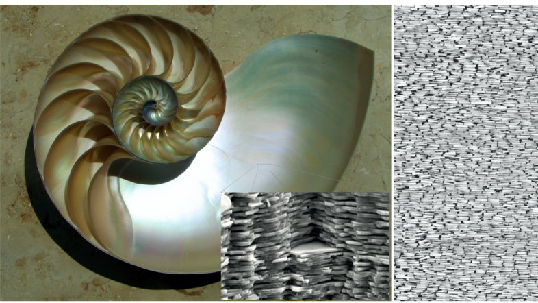 Image of the shell of a nautilus with inner spiral