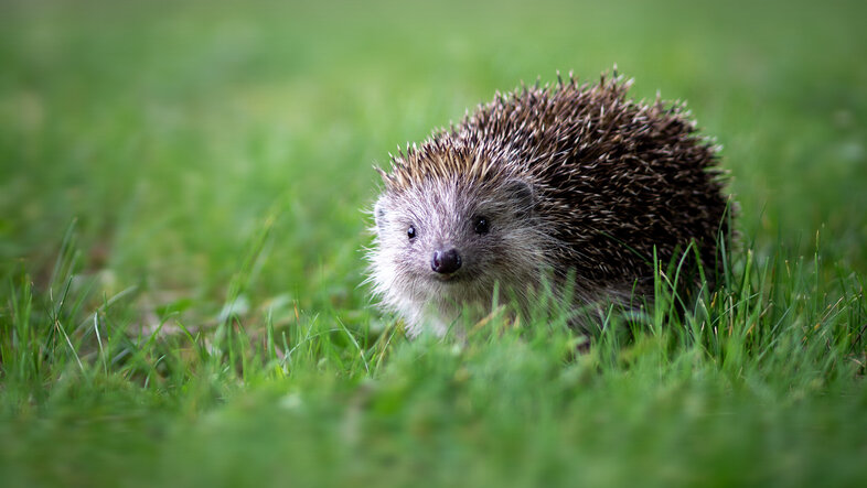 Hedgehog on the grass looking at the camera