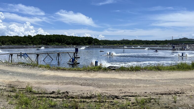 Shrimp-Farm auf Borneo