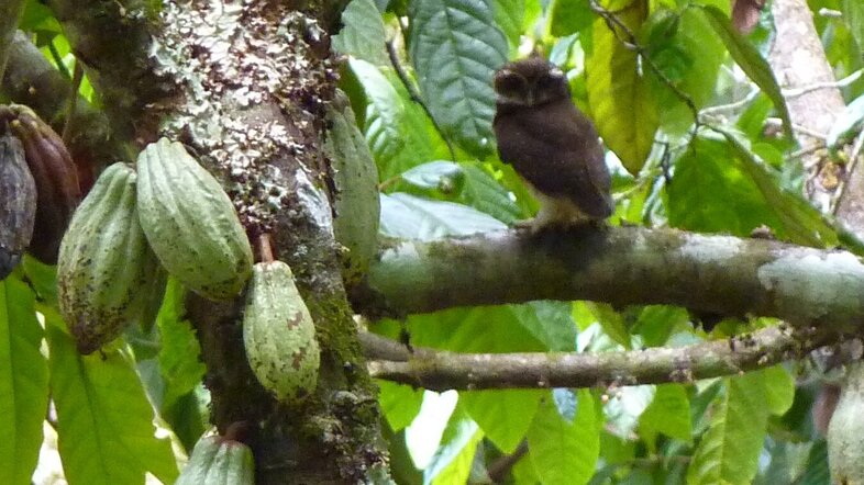 Pünktchenkauz (Ninox punctulata) sitzt auf dem Ast einer Kakaopflanze.