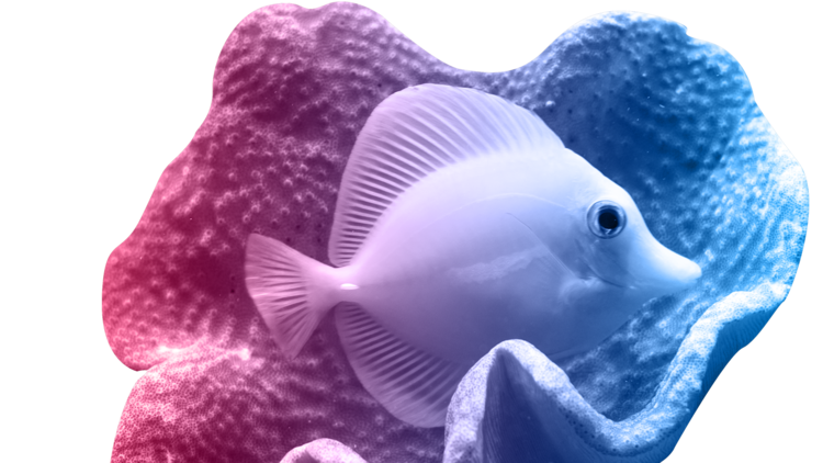 Rot-blaue Grafik mit einem Fisch, der neben einer Koralle schwimmt