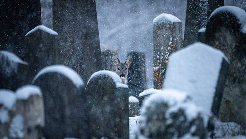 Mehrere schneebedeckte Grabsteine, hinter denen ein Hirsch späht