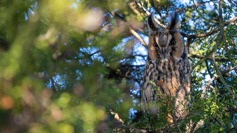 Close up photo of an owl with prominent "ears" sitting on a tree branch