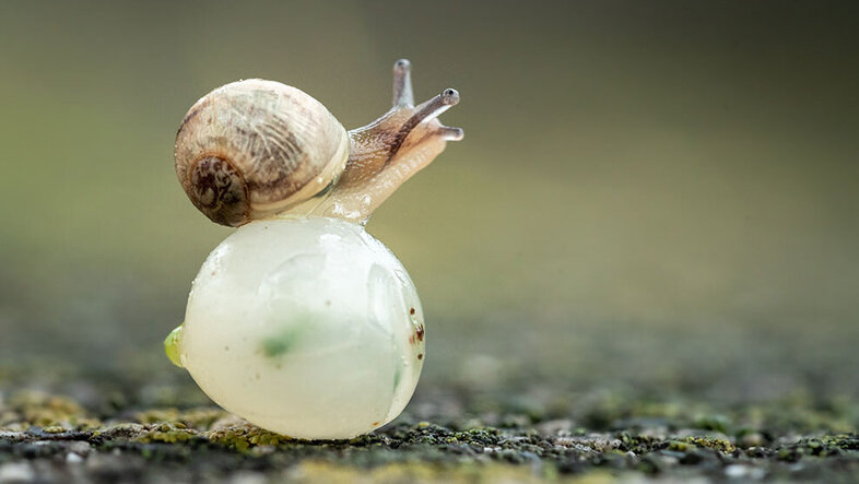 A tiny snail standing on top of a white, semi-translucent ball