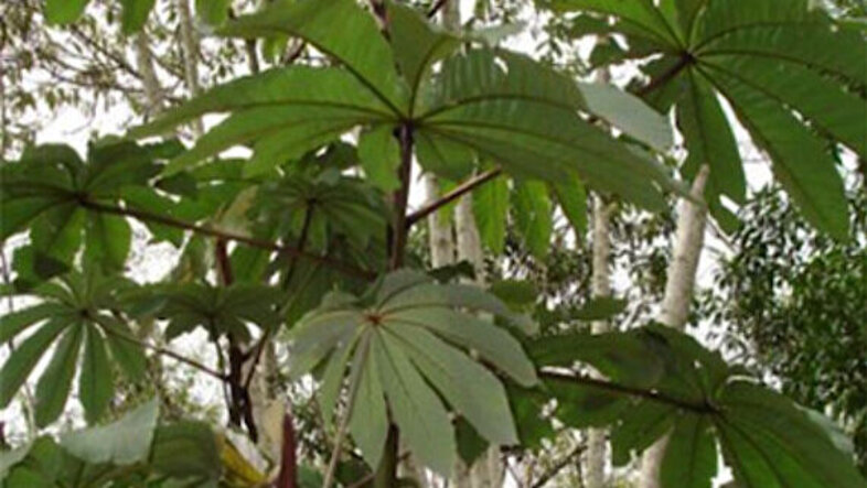 Bild der Pflanze Cecropia obtusifulia