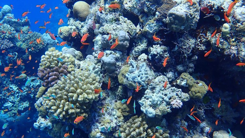 Bild eines Korallenriffs mit Fischen