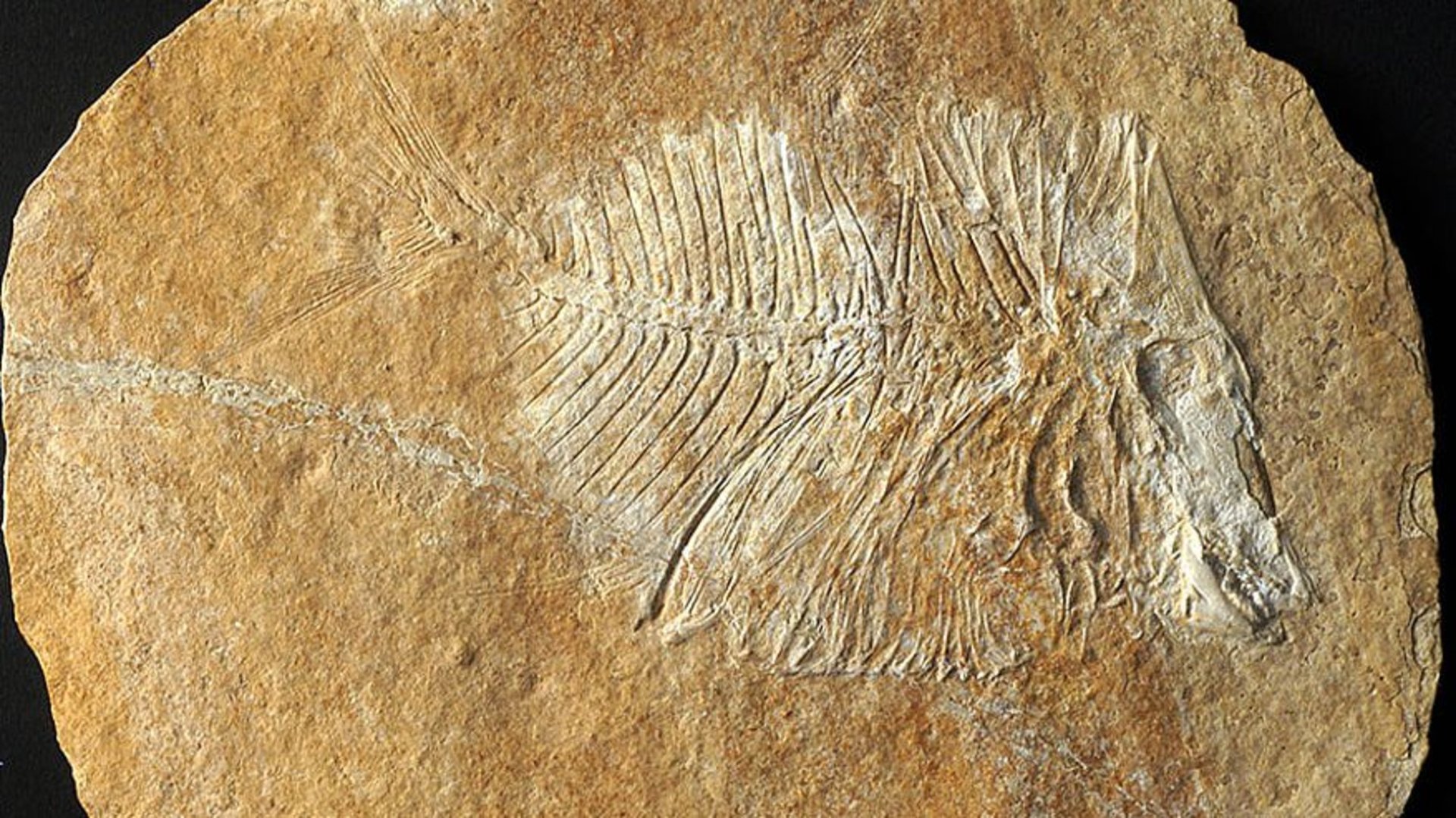 Fisch Fossil Versteinerung Imitat Wandbehang 