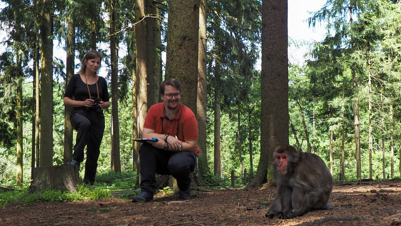 Ein männlicher Forscher und eine weibliche Forscherin in einem grünen Wald. 2 Meter vor ihnen sitzt ein verwirrt dreinblickender Japanmakak auf dem Boden.