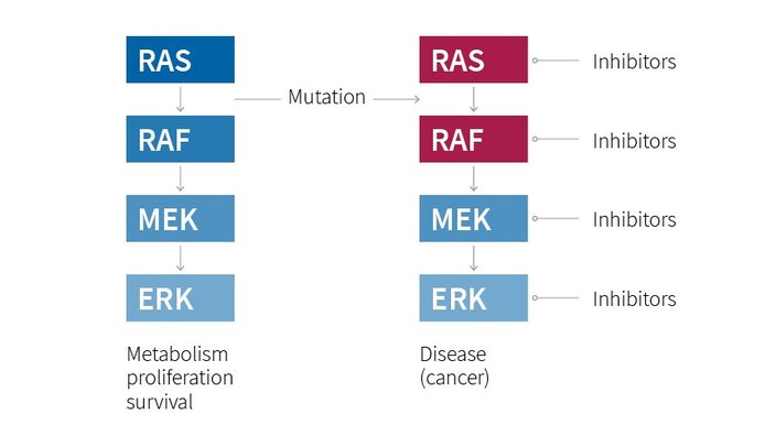 Signals travel through a cascade of proteins to maintain cell metabolism, proliferation and survival. Mutations in this cascade (red ellipses) can lead to diseases including cancer. RAS is the most potent human oncogene. Chemical inhibitors of cascade components are already in the clinic for cancer treatment, and more are being developed.