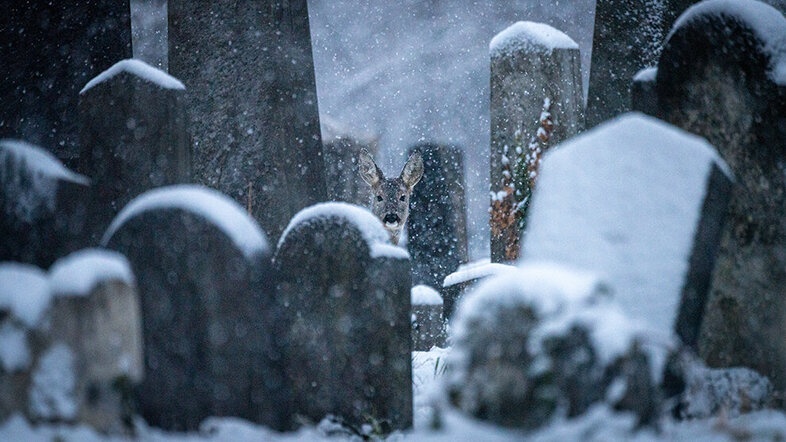 multiple tombstones covered in snow, with a deer peeking from behind