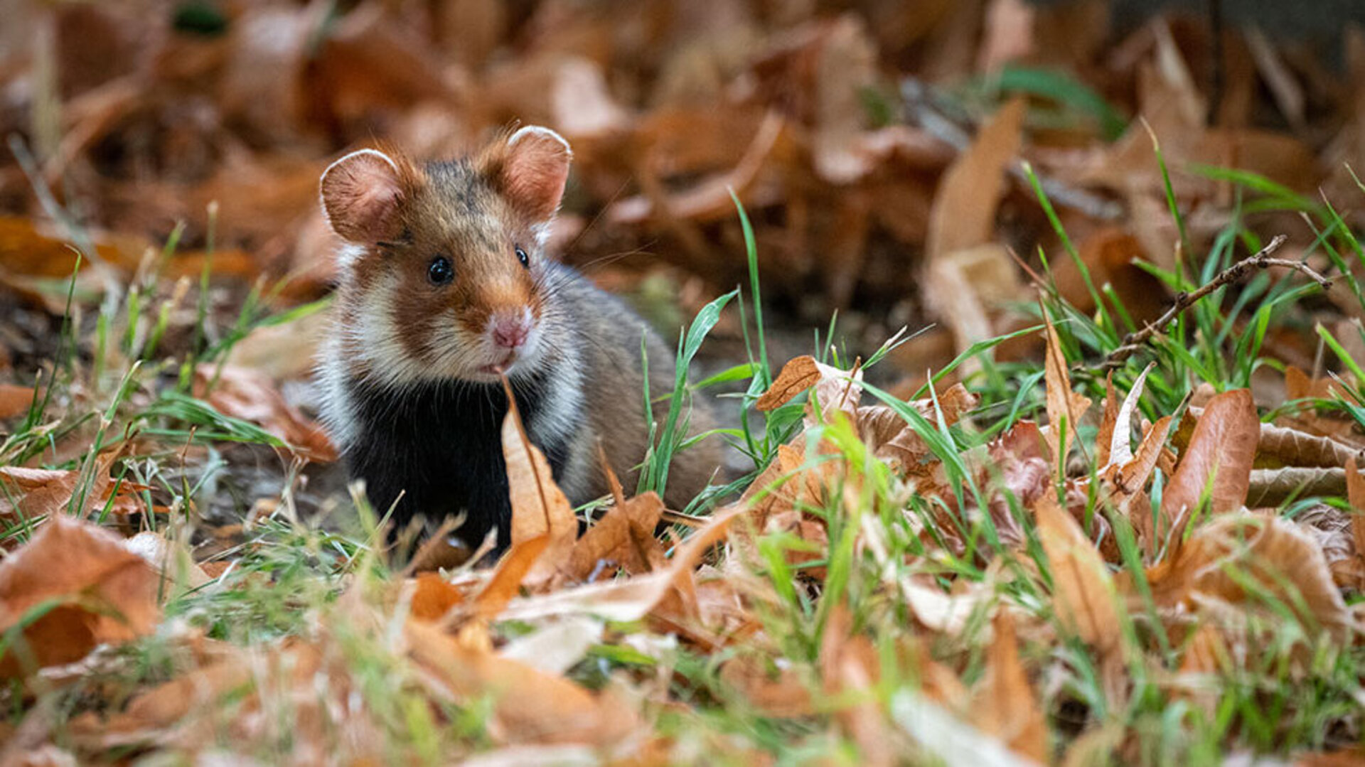 Wildlife Watching in Vienna Cemeteries