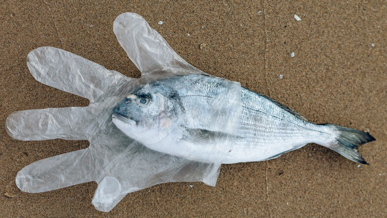 Ein gestrandeter Fisch gefangen in einem Plastikhandschuh