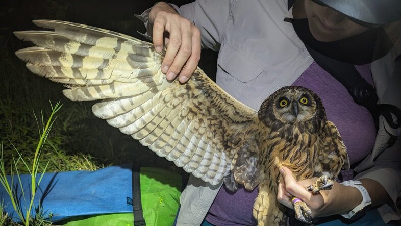 Short eared owl by night