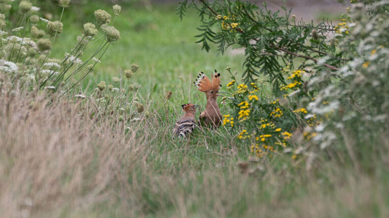 Two brown birds standing half-hidden in the grass