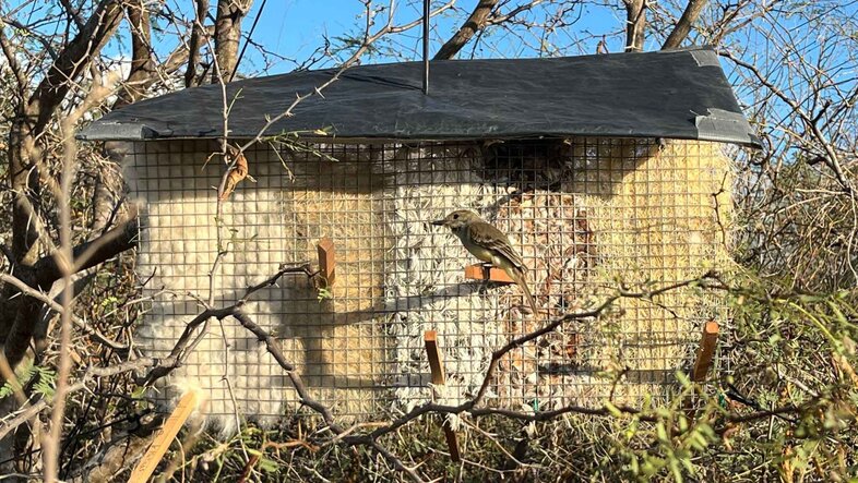 A Galápagos flycatcher inspects a newly placed nesting material dispenser