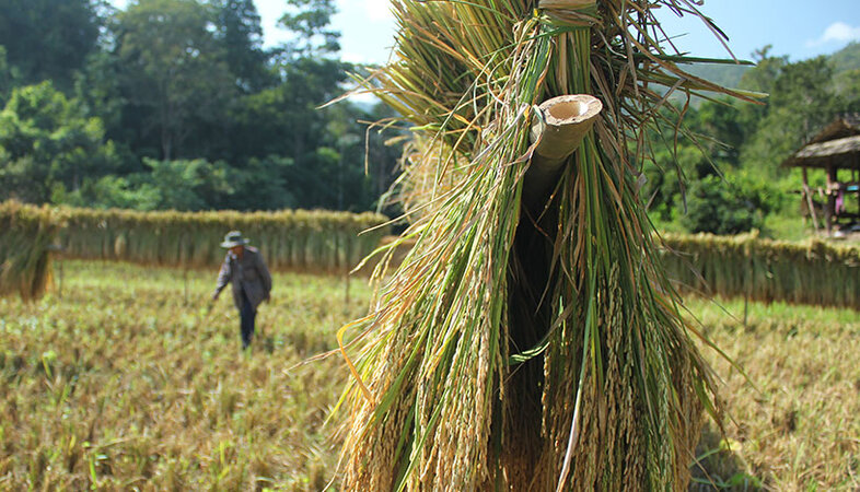 Geernteter Reis, im Hintergrund Reisbauer
