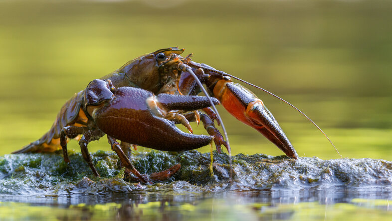 signal crayfish on a stone in a river