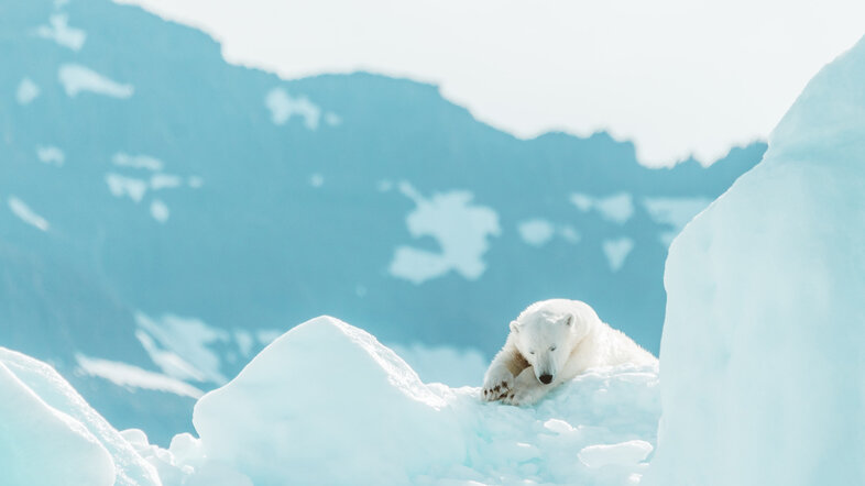 A polar bear sprawled on an iceberg