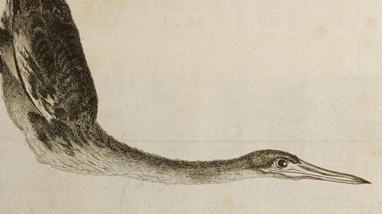 Abbildung eines Watvogels mit langem Hals, Illustration aus einem alten Buch