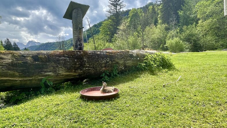 Ein Gössling badet sich vor einem Wassertrog