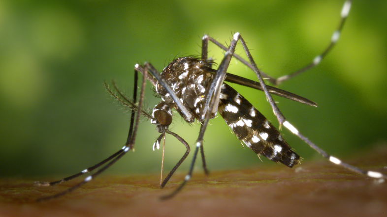 Close-up of a tiger mosquito