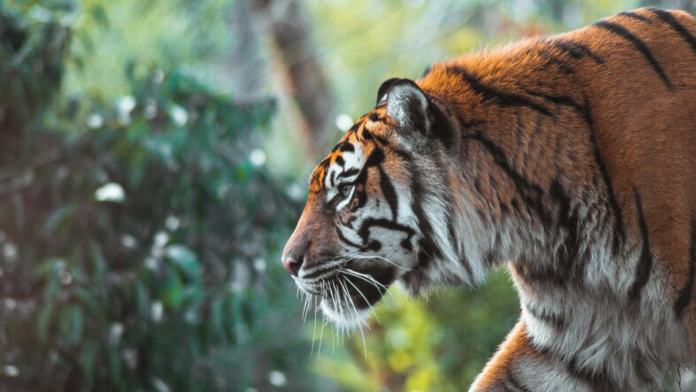 Image of a tiger