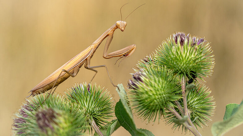 A brown praying mantis standing on a cluster of flowers, looking towards the camera