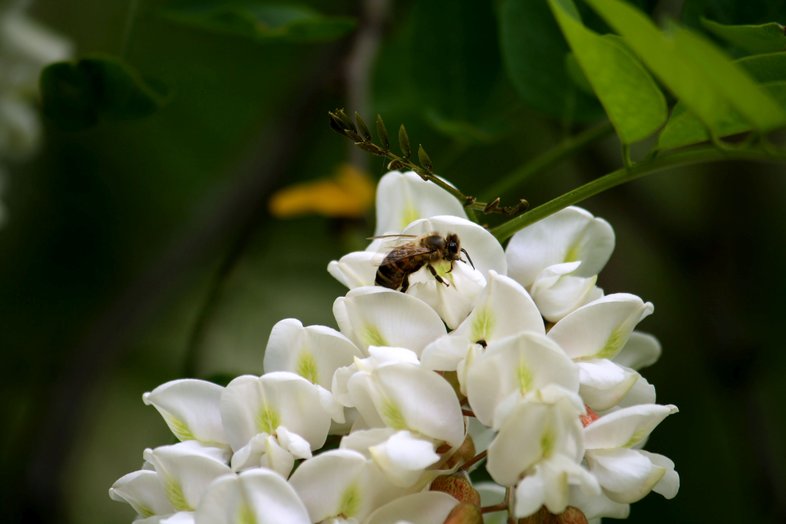 Foto einer Biene auf einer Robinienblüte