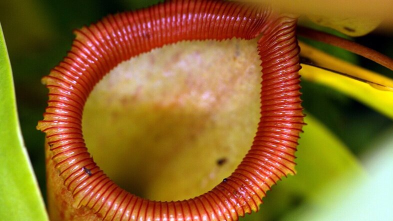Blick in die Kanne der Kannenpflanze Nepenthes ventricosa