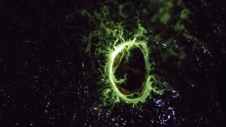 The bioluminescent slime of Latia neritoides 