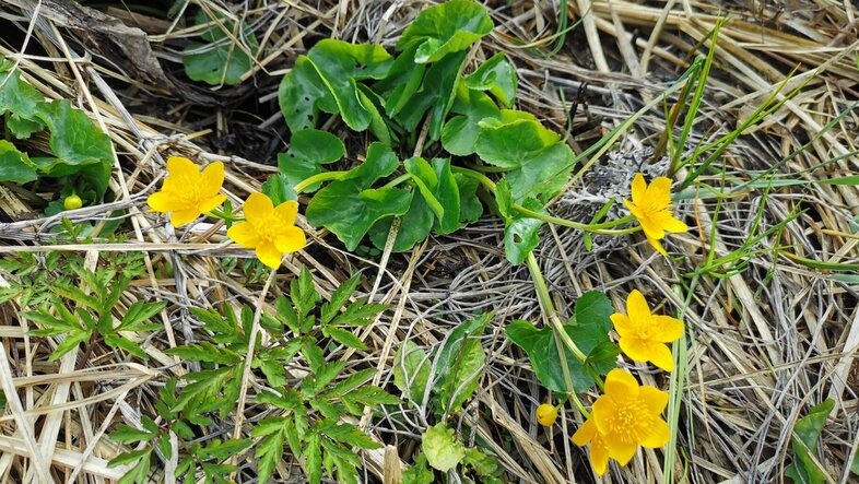 Gelbe Blumen im Moor