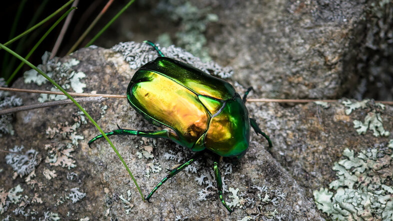 A rose chafer beetle on a stone