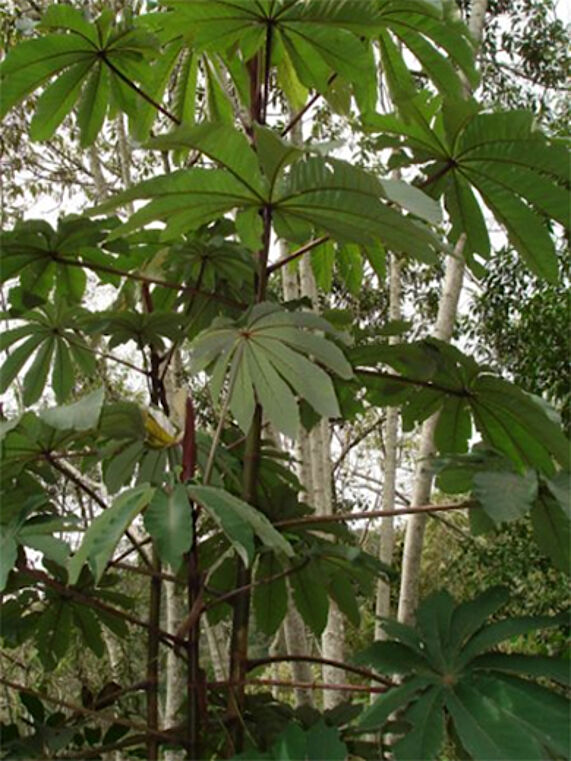 Bild der Pflanze Cecropia obtusifulia