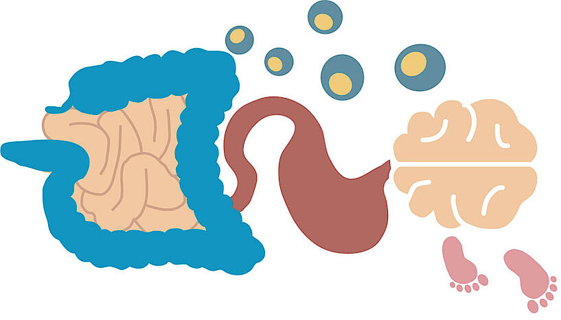 Simplistic drawing of a human brain and gut.