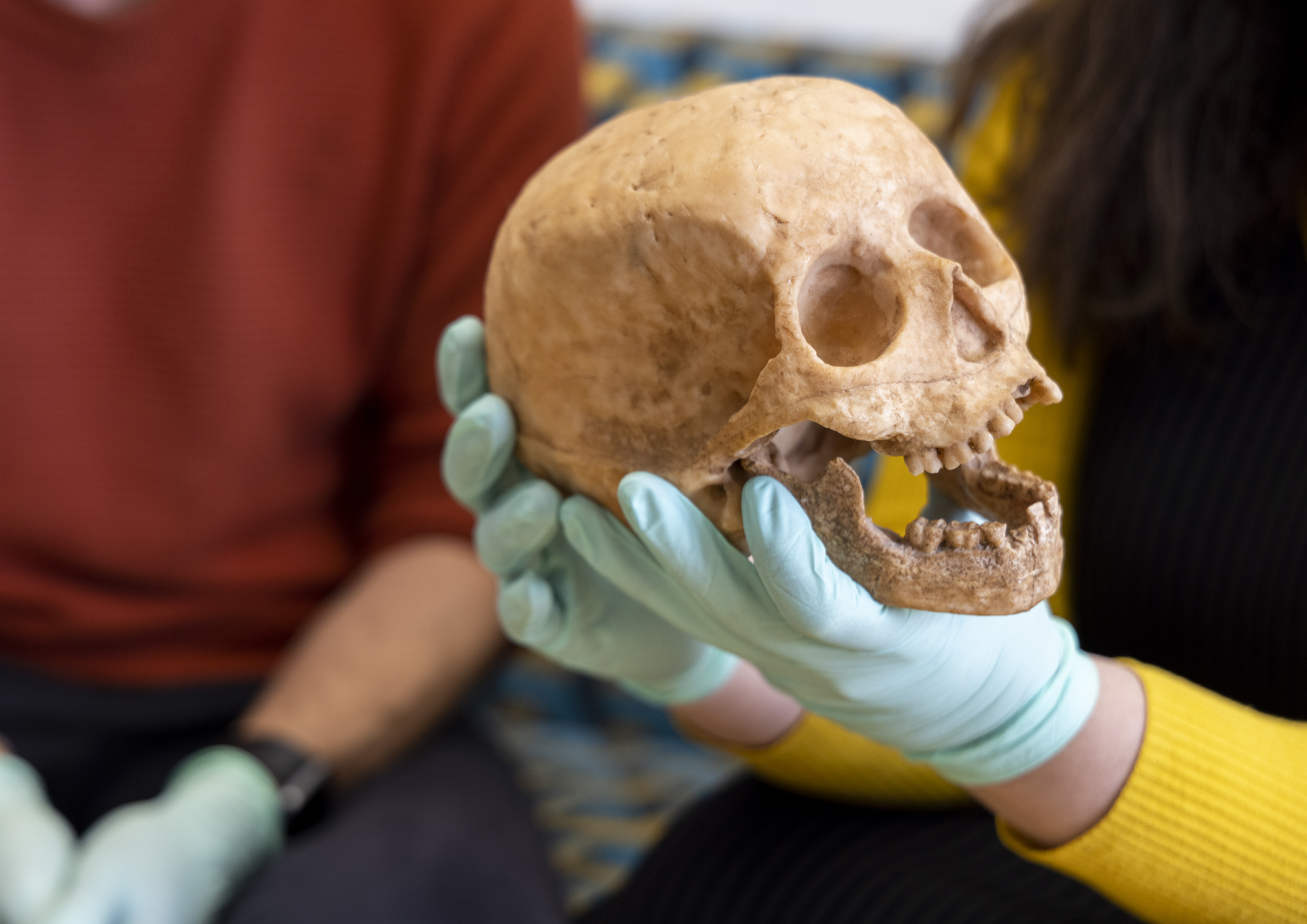 Closeup: Katerina Douka wearing latex gloves and holding a skull in her hands