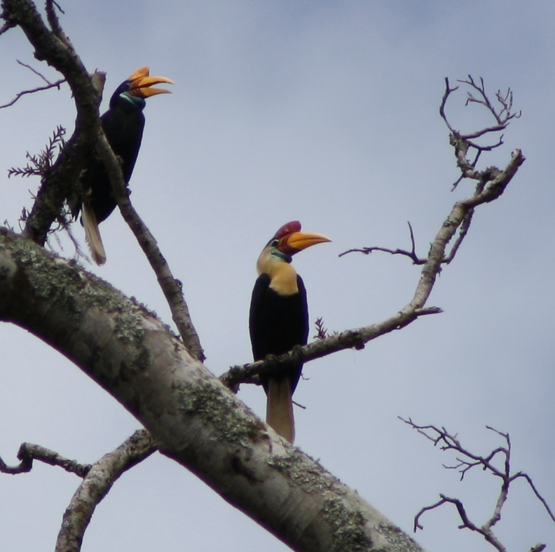 Zwei Vögel der Art Rythiceros cassidix auf einem Baum sitzend