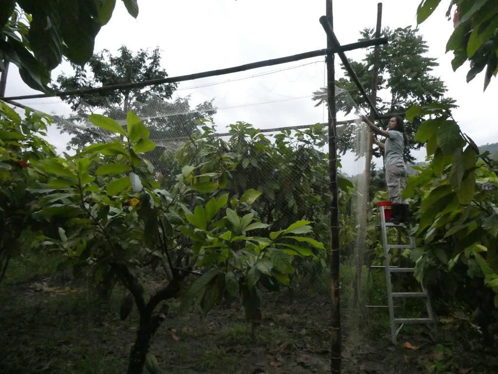 Mit Netzen umspannte Kakaopflanzen