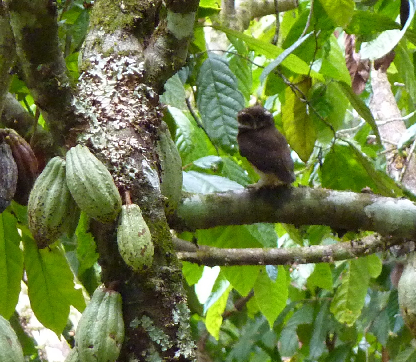 Pünktchenkauz (Ninox punctulata) sitzt auf dem Ast einer Kakaopflanze.