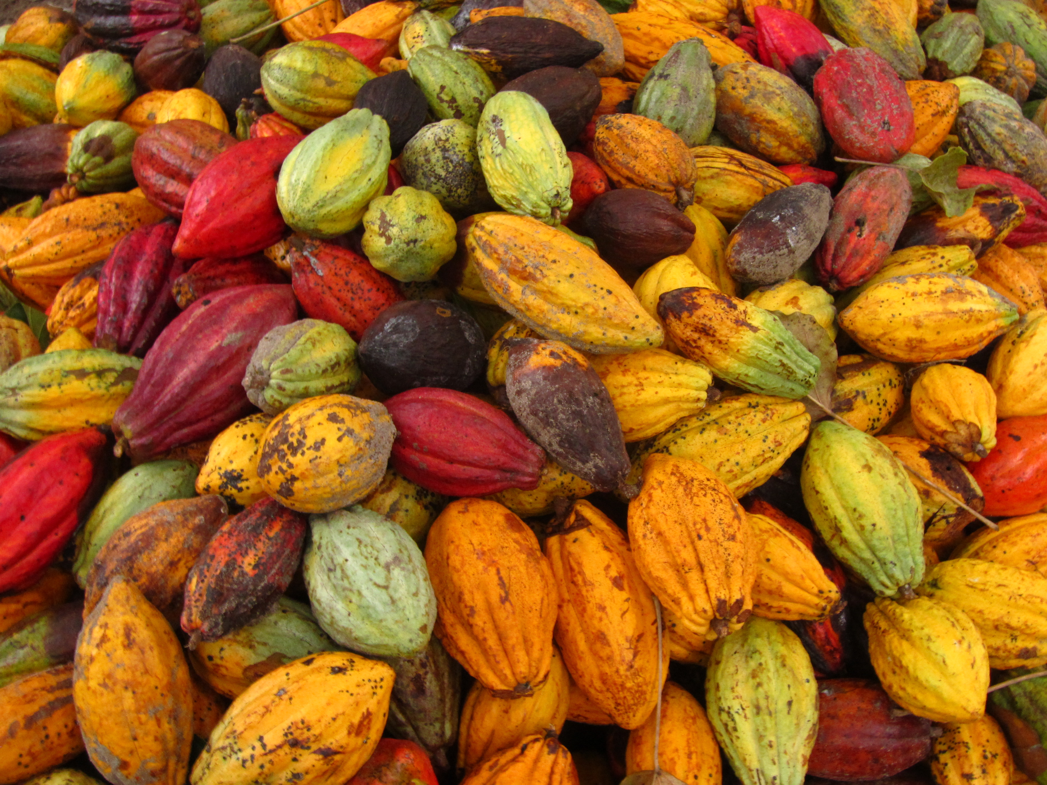 Verschiedenfarbige geerntete Kakaobohnen