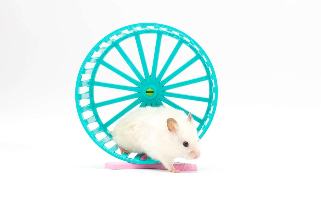 Hamster verlässt ein Hamsterrad